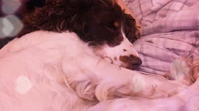 Chocolate roan cocker spaniel, sleeping.