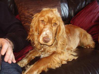 Golden cocker spaniel dog lying on the sofa next to his owner.