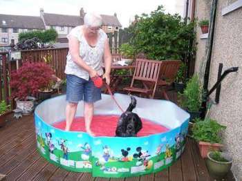 Lovely cocker spaniel messing about in a children's paddling pool. Cocker spaniel puppy in his new paddling pool with his owner.