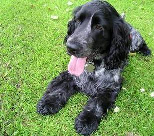 This gorgeous blue roan cocker spaniel is enjoying lying on the grass, watching the daisies grow! Blue roan cocker spaniel lying on lush green grass studded with daisies.