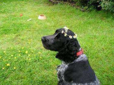 Blue roan Cocker spaniel wearing a red collar and daisy chain around his head Cocker spaniel wearing daisy chain around his head, his name is Henrik