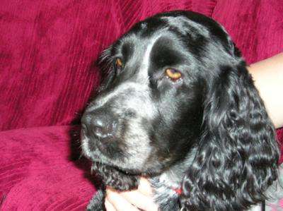 Henrik is a wonderful cocker spaniel Headshot of a blue roan Cocker spaniel. The background is a bright deep pink colour.