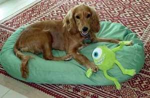 Lovely golden cocker spaniel puppy lying on his bed with his toy. Golden cocker spaniel puppy lying in his green bed, holding onto his dark-green toy frog.