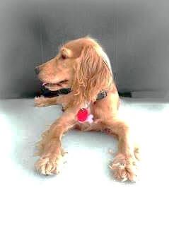 Lovely little golden cocker spaniel puppy Golden cocker spaniel puppy with large paws.