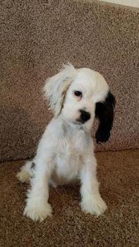 White cocker spaniel puppy with unusual black markings Cute white cocker spaniel puppy with one black ear and a little black eye
