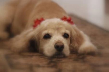 Buff or golden cocker spaniel looking gorgeous with a red ribbon in her hair. Beautiful golden cocker spaniel with red ribbon in her hair