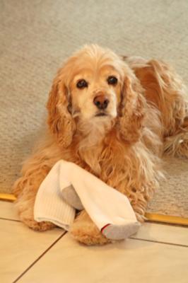 Golden cocker spaniel, lying on the floor, playing with a sock. Golden cocker spaniel, lying on the floor, playing with a sock.