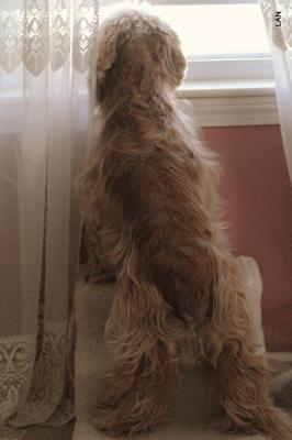 Comical picture of a golden cocker spaniel reaching up to see out of the window. Golden cocker spaniel, standing up,  looking out of the window.