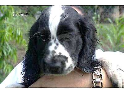 Lovely little black and white cocker spaniel puppy called Sophie Ellis! Sophie Ellis, a beautiful black and white cocker spaniel puppy being held by her owner.