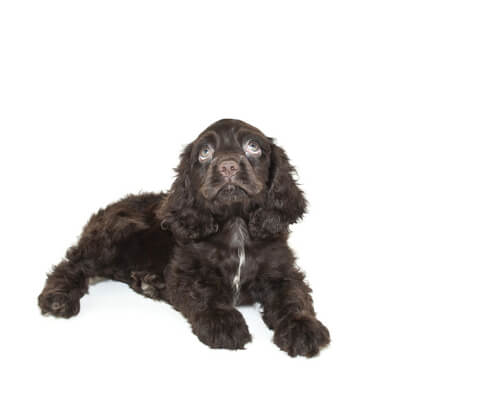 Black and brown cocker spaniel puppy with adorable pale blue eyes, looking upwards!