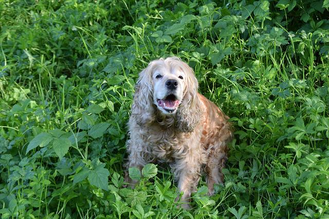 Buff cocker spaniel barking amongst vegetation