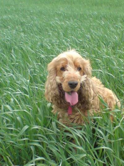 Cocker spaniel in long green grass