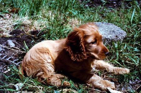 A side view of a golden cocker spaniel puppy lying in his garden.