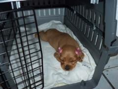 Golden cocker spaniel puppy lying in her crate. She's wearing pink ribbons on her ears.