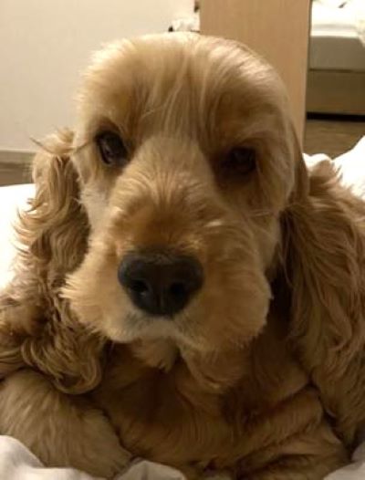Golden Cocker Spaniel puppy, headshot, looking straight into the camera.