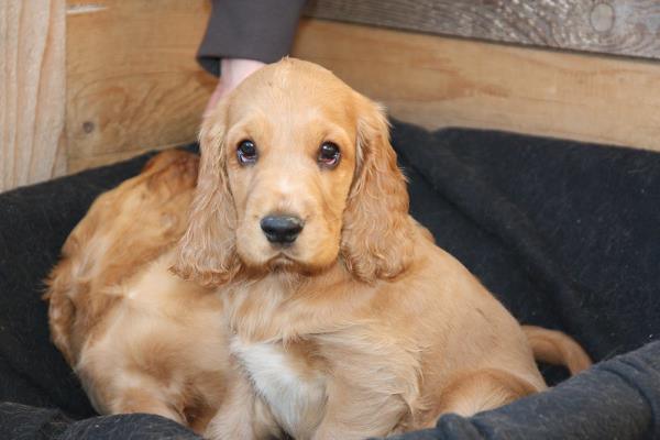 A beautiful golden Cocker puppy enjoying the warmth of the whelping box.