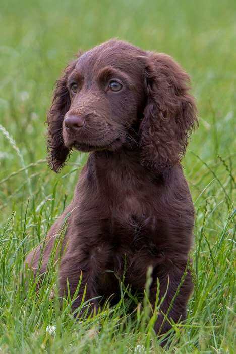 This chocolate brown Cocker Spaniel puppy is beautiful! He's enjoying his freedom to romp in this lush field. Chocolate brown Cocker Spaniel puppy sitting in a field.