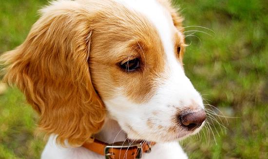 How much to feed cocker spaniel puppy sales