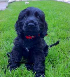 Puppy Food Aggression Can Be Stopped