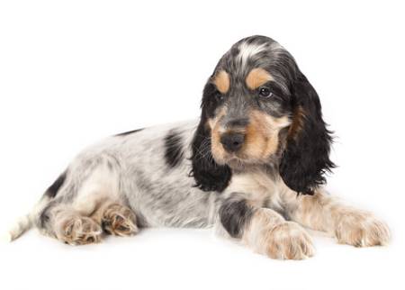 Black and tan roan cocker spaniel puppy, lying down. The photo was taken on a white background.