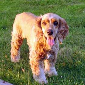 Golden cocker standing on grass