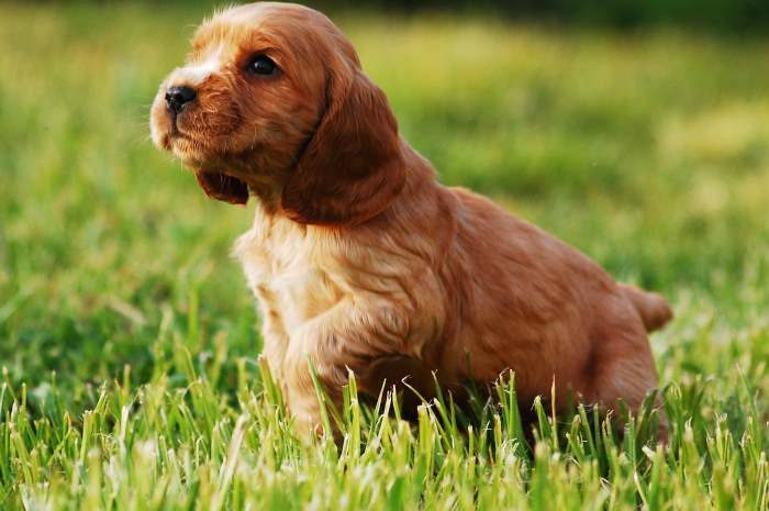 A little golden Cocker Spaniel puppy in the classic Cocker pose in the garden