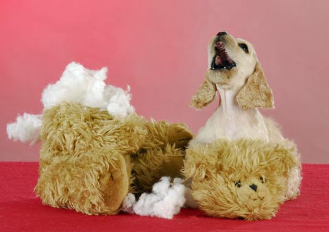 Puppies chew! This puppy has chewed all the stuffing out of his teddy! The photo is taken against a pink background.