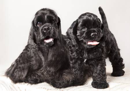 training a cocker spaniel puppy uk