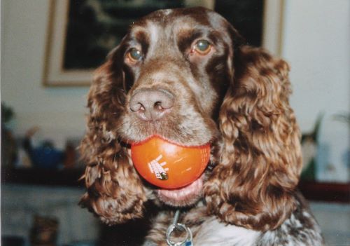 This cute chocolate spaniel loves playing ball games. He's waiting for someone to throw his orange ball for him. Chocolate cocker spaniel with an orange ball in his mouth. His home is in the background.