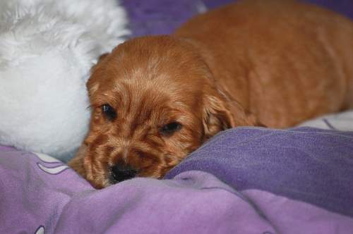 If your puppy won't eat his food, take him to the vet immediately!