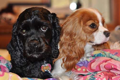 Two puppies, one black Cocker Spaniel and one King Charles Cavalier. They're both beautiful! Two puppies, one black Cocker Spaniel and one King Charles Cavalier. They're both beautiful!