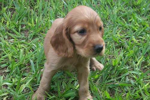 If your puppy won't eat, you must contact the vet. This Cocker puppy is okay so no need to worry.