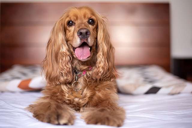A beautiful golden Cocker Spaniel puppy, lying on the bed.