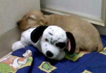 My puppy won't eat all his food, I'm worried.