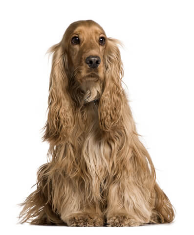 Beautiful golden cocker spaniel, sitting, white background. Many questions about dogs are answered here