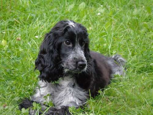 I could cuddly Sophie Ellis all day long - she's beautiful! A cute black and white cocker spaniel lying in the grass.