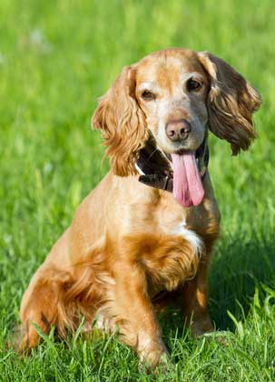 golden sprocker spaniel