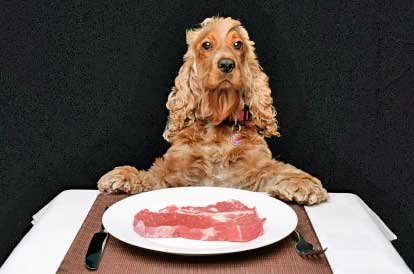 raw-dog-food-1.jpg