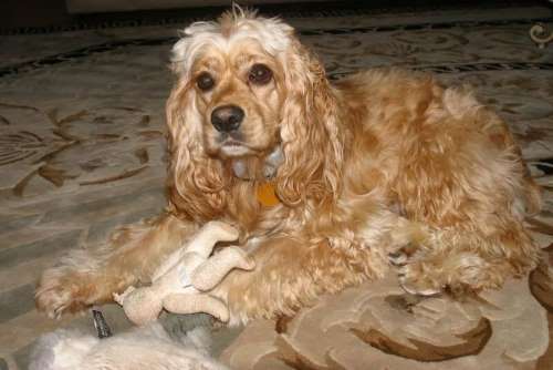 A lovely cocker spaniel lying on a rug, by the sofa.