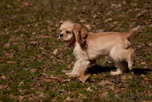 Dog rolling in poop 3