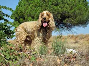 Cocker Spaniel Running Away - Teach Him The Recall Command