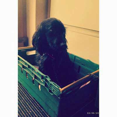 This Is My Field Cocker Spaniel, Sebastian