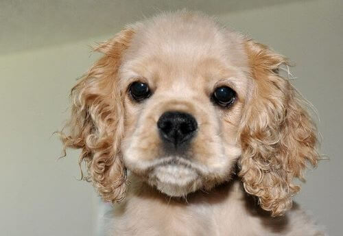 Cocker shop spaniel anxiety