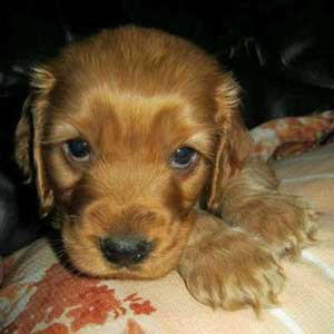 Puppies Are Cute But A Barking Puppy Can Drive You Mad!