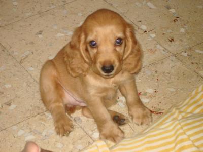 Shirley My Cute Cocker Spaniel Puppy
