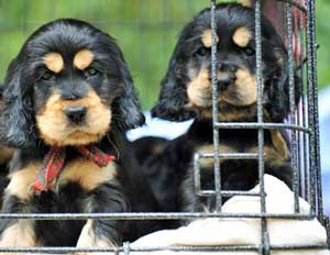 Sibling Rivalry With Two Cocker Spaniel Puppies