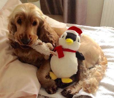 A golden cocker spaniel lying on his owner's bed. He has a soft toy in his mouth and a little stuffed penguin cuddled against him.