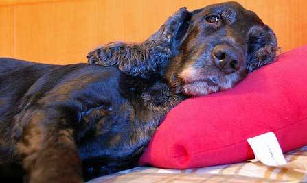 Sleeping with Your Dog Good or Bad Discover the Pros and Cons Here