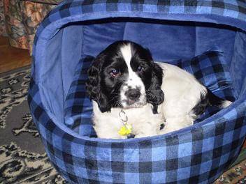 Black and white cocker puppy lying in his dog bed. The bed is light blue inside, and the outside is navy and blue checks.