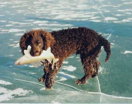 A brown American water spaniel standing in water, with a fish in his mouth. Classic water spaniel behaviour.